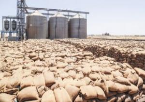 ارتفاع معدلات توريد القمح المحلى لـ 2 مليون 720 ألف طن