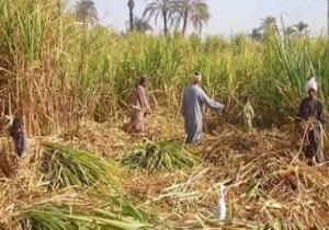 الزراعة: مساحة زراعة قصب السكر فى مصر 360 ألف فدان وتتركز فى الصعيد