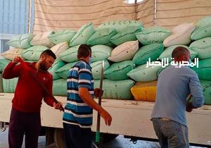 ارتفاع كميات توريد القمح إلى 152 ألف طن بشون كفر الشيخ