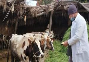 تحصين 50946 رأس ماشية بالدقهلية ضد مرض الجلد العقدى للأبقار وجدرى الأغنام