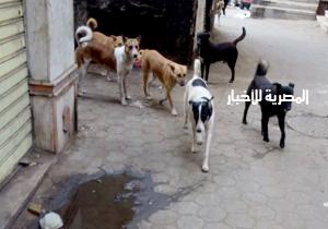 سيارات تجوب شوارع السيدة زينب للتخلص من الكلاب الضالة.. وخدمة "واتس آب" للإبلاغ