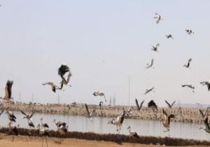 تواجد  أسراب الطيور المهاجرة بمنطقة بحيرات الأكسدة بشرم الشيخ