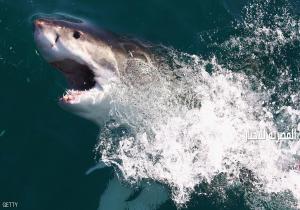 شاهد "الكاميرا" لرصد رحلات أسماك القرش