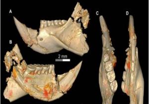 تعرف على أهم اكتشافات مركز حفريات جامعة المنصورة