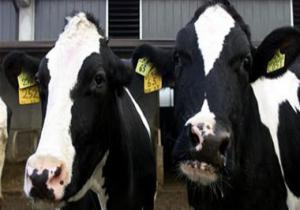 كوريا الجنوبية توقف استيراد لحوم الأبقار الكندية بسبب مرض جنون البقر