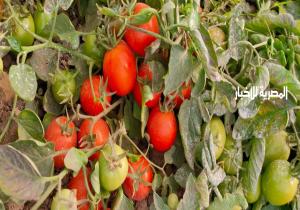"البحوث الزراعية": تسجيل أصناف محلية جديدة من الطماطم والفاصوليا والكوسة