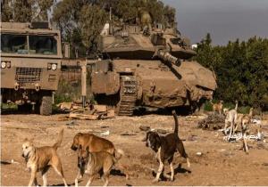 جنود الله في غزة.. كلاب شوارع ضخمة تُثير ذعر جنود جيش الاحتلال الإسرائيلي
