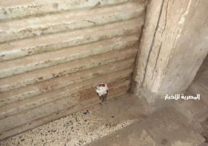 متابعة صرف المعاشات وغلق وتشميع محل خدمات كمبيوتر بدمنهور