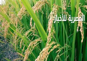 "جمال صيام "الخبيرالزراعي : مليون فدان من الأرز الهجين يكفي احتياجات مصر.. والسلالة الجديدة موفرة لـالماء