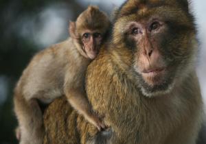 علماء صينيون يجرون بحثا للوقوف على قدرات القردة في مجال التعلم