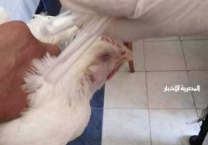 تحصين 45540 طائرًا ضد الأمراض الوبائية بكفر الشيخ