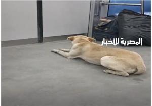 متحدث مترو الأنفاق يكشف تفاصيل فيديو «الكلب الضال» داخل أحد القطارات