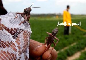 الزراعة تنفي وجود أسراب جراد على الحدود المصرية
