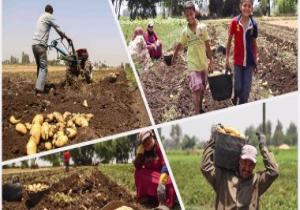 الزراعة: مصر تنتج 5 ملايين طن بطاطس سنويا والسوق يحتاج 4 فقط