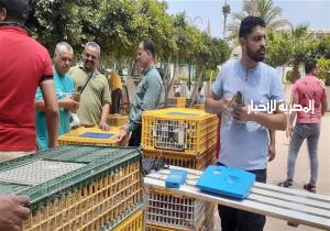 إطلاق 3 آلاف حمامة بمسابقة الاتحاد المصري في سماء الغربية / صور