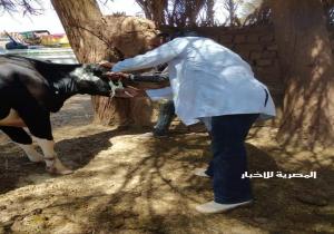 تنظيم قافلة بيطرية مجانية بمركز الفرافرة  بالوادى الجديد