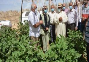 بالصور.. محافظ الوادى الجديد يتفقد مشروع استثمار زراعى بقرية الراشدة على مساحة 400 فدان