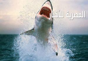 خبير رياضات مائية وغطس :يكشف أسباب ظهور أسماك القرش والحيتان  بالإسكندرية