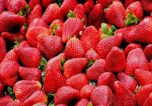 الفراولة المجمدة في قائمة السلع الغذائية المصدّرة خلال الأشهر التسعة الأولى من عام 2025