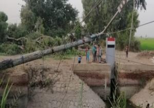 سقوط شجرة ضخمة يستبب فى غلق مدخل قرية بالدقهلية وانقطاع الكهرباء