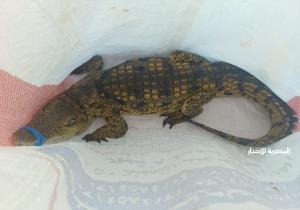 تخلص منه بعد فشله في رعايته.. التحفظ على تمساح حدائق الأهرام