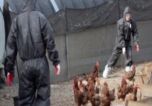 بلغاريا تبلغ عن تفش لإنفلونزا الطيور فى مزرعة للبط