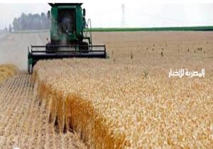 محافظة الوادى الجديد تنتهى من حصاد 144 الف فدان قمح