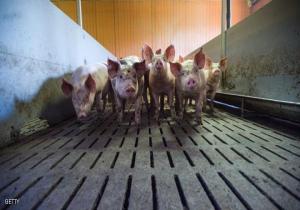 مربو الخنازير أكثر عرضة للإصابة ببكتيريا "ستاف"