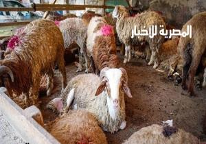 لو لسه مشترتش خروف العيد.. 4 نصائح من جزار عشان ميضحكش عليك
