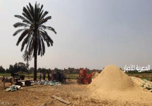 مصر.. تتوقف عن شراء القمح المحلي