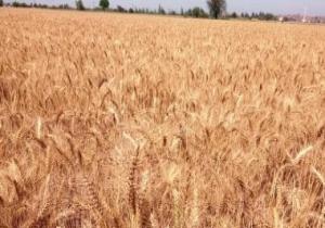 وزارة التموين تعلن استئناف استلام القمح المحلى من المزارعين بداية من الغد