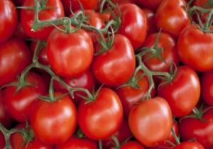 الزراعة تكشف عن وفرة وانخفاض فى أسعار الطماطم خلال أسبوعين
