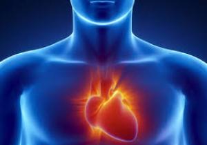 بروتينات تلعب دورًا فى إصلاح تلف القلب