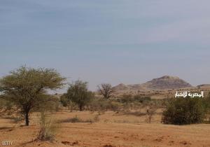 برلماني سوداني: قوات نظامية دمرت غابات عمرها نحو قرن