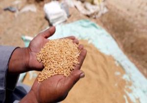 هيئة السلع التموينية تشترى 180 ألف طن من القمح الروسى