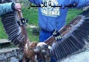 العثور على نسر يحمل جهاز تتبع فى جنوبي لبنان!