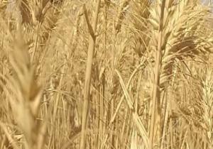 9 فوائد للأمطار.. غسل سنابل القمح وتنمية المراعى الطبيعة والوديان بالمقدمة