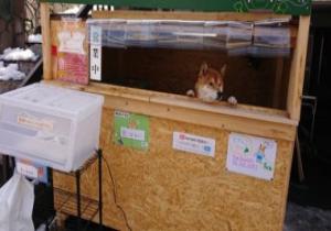عنده 3 سنين وكشك صغير.. قصة كلب يبيع "البطاطا" فى اليابان