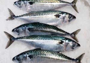 ارتفاع واردات مصر من سمك الـ"ماكريل" إلى 29 مليون دولار فى مايو الماضى