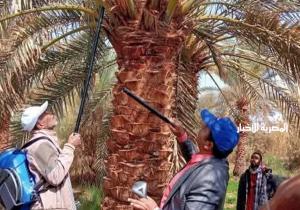 تلقيح النخيل في ندوة بالوادي الجديد