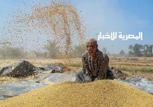 لأول مرة فى العالم وبتقنية التبريد.. مصر تفتتح حصاد القمح فى يناير بعد نجاح زراعته مرتين فى الموسم الواحد