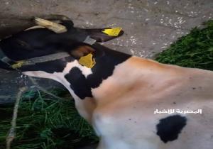 بيطرى البحيرة التأمين علي ١١٧٩٤ رأس ماشية