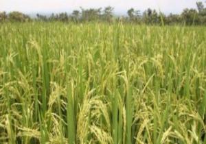 خطة ترشيد المياه فى الصيف.. أبرزها مراقبة زراعة الأرز بالأقمار الصناعية