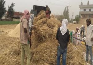 وزير الزراعة يعلن بدء موسم حصاد القمح.. ويؤكد: المحصول يبشر بالخير هذا العام