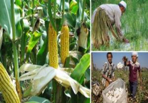 الزراعة: لجان متابعة لتدقيق مساحات القطن والذرة والأرز.. اعرف التفاصيل