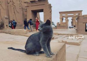 أشهرها في «معبد فيلة».. حكايات القطط في معابد الصعيد | صور