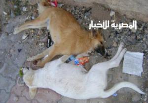 كشف ملابسات قيام شخص بخطف "الكلاب الضالة" وتسميمها بالنزهة بالقاهرة