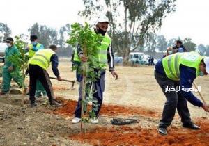 لزيادة المساحات الخضراء.. زراعة أشجار مثمرة في مركز المحلة الكبرى