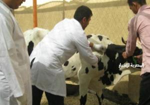 إعدام ٢ طن لحوم غير صالحة وعلاج ورش ١٥ ألف و٦١١ رأس ماشية بالبحيرة