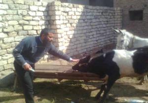 حزب النور ..اللجنه البيطريه تنظم قافله طبيه بمركزى السنبلاوين وتمى الامديد للحفاظ على الثروة الحيوانيه